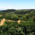 Brazilian Coffee Plantation