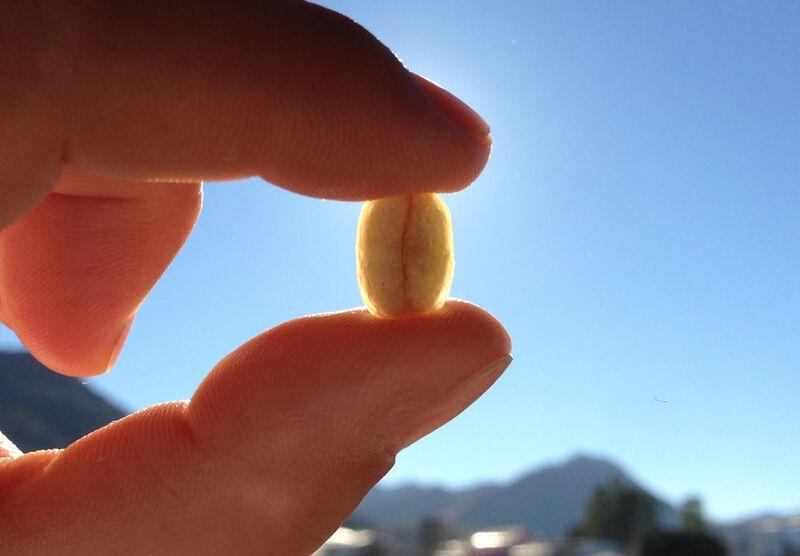 Bean in Sunshine
