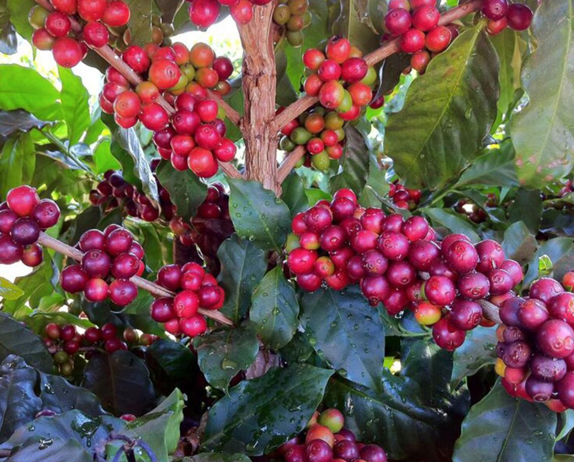 Brazilian Coffee Culture