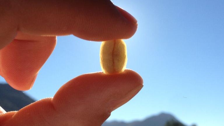 Bean in Sunshine