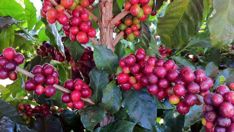 Brazilian Coffee Culture