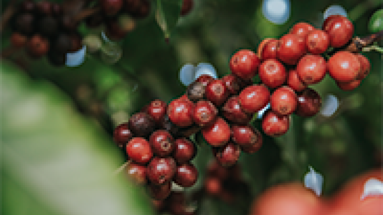 Nucoffee Direct