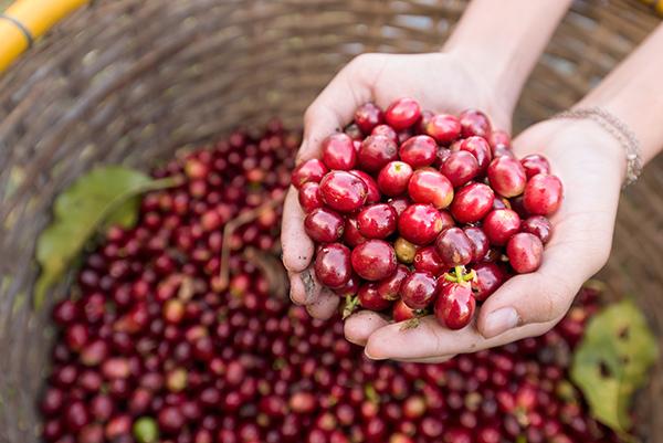 Café brasileiro conectado com o mundo