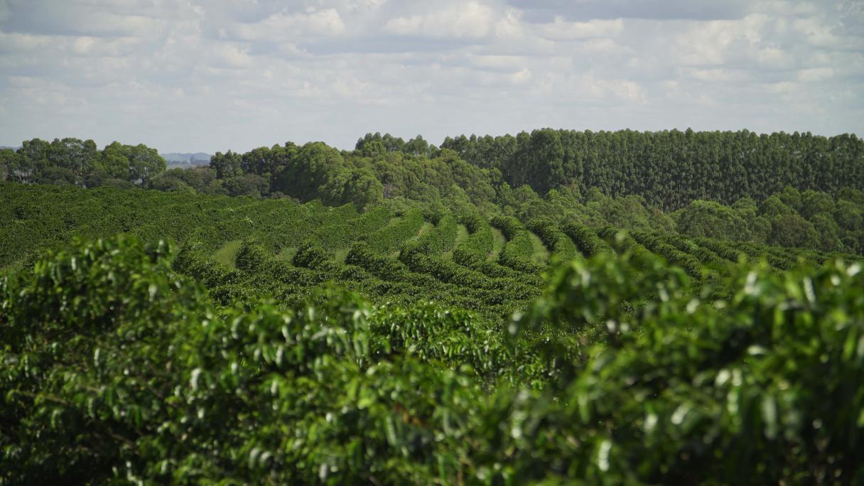 visão aérea de lavoura de café em estágio avançado da safra