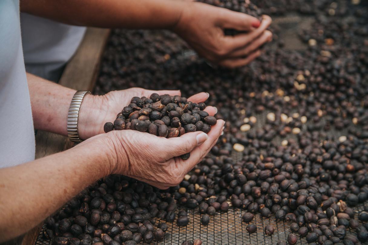 mãos de agricultor brasileiro segurando grãos de café